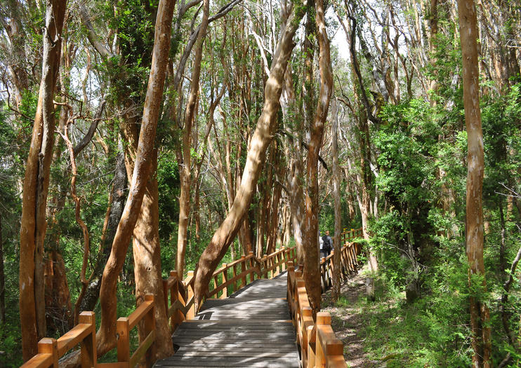 Bosque de Arrayanes